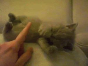 cutie-cat