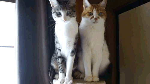 -котэ-эмоции-олдфаг-и-ньюфаг-1849932