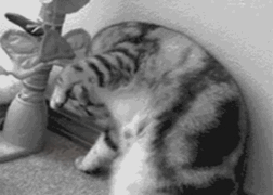 tumblr_niw7gcZMZr1tyncywo1_400