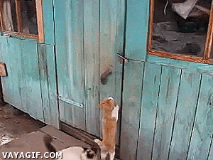 Fungif_04 (5)