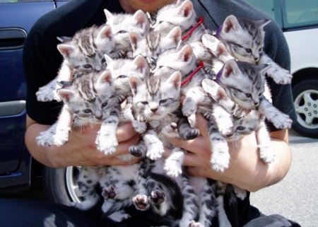 kittens