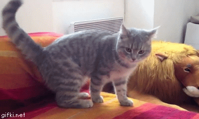 smeshnoepadenieglupogokota