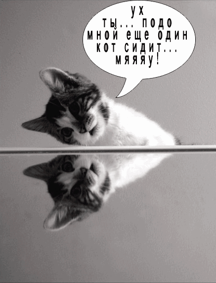 умный кот)