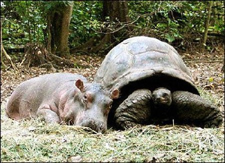 The-Hippo-and-The-Turtle-animal-humor-2965780-450-326