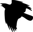crow