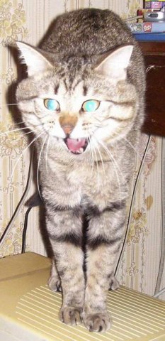 servcat