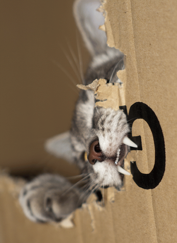 3ba1189e6c99ffda87be269e10e022fb