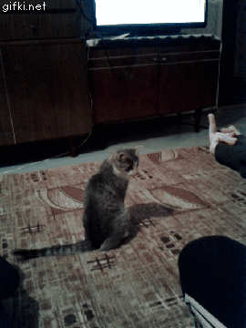 koshka-postoyala-za-sebya