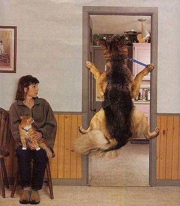 Собак