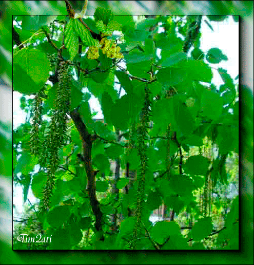 osina_1333