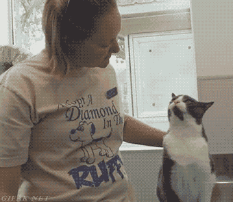Кошак