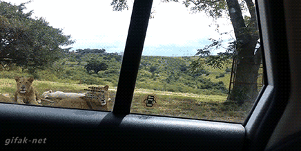 Львица открыла дверь авто