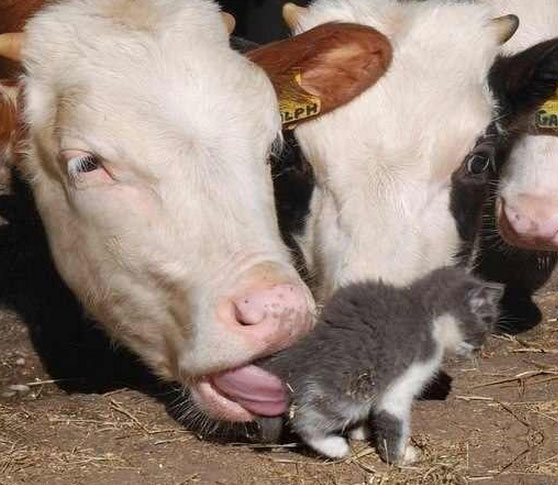 1371016219-d01c32f935fd8596ea1dd7398fca4ef4