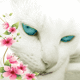 кошкабелая