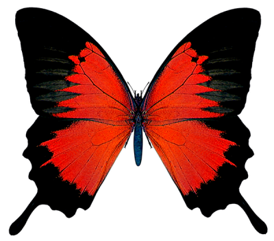 бабочка2