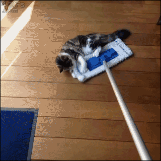 Cats-ride-Swiffer-broom