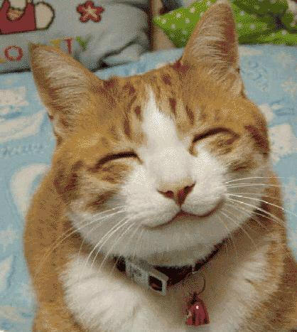 HappyCat