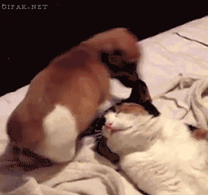gifs_080