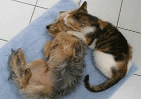 1369129803_gifs_10