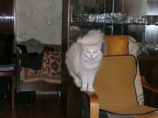 Санта