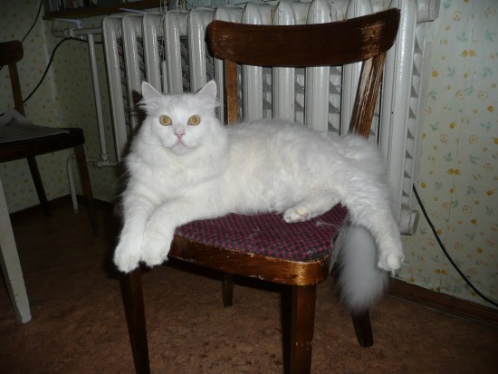 маловат стульчик
