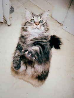 tumblr_n08gykVcKA1qc66bjo1_250