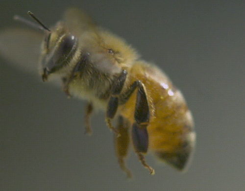 -пчёла-песочница-2010456