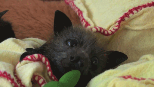 Bats2