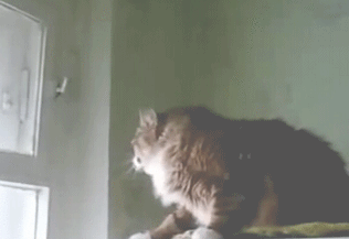 1429066175_gifs_09