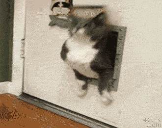 fat_cat