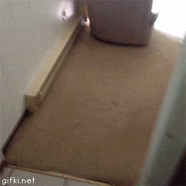 kak-skastovat-sobaku