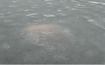 Canadian+birthing_e68650_5537637