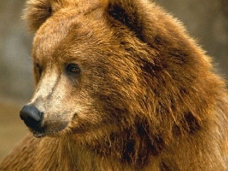 mighty-bears-free-screensaver