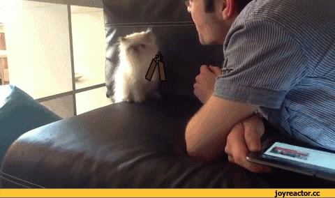 -Котята-живность-нунчаки-933928