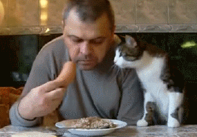 -живность-гифки-колбаса-1415514