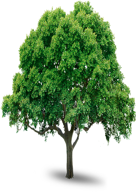 tree_PNG216