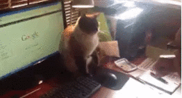 catmouse