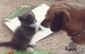 dogncat