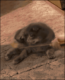 https__vk_com_gif_fak