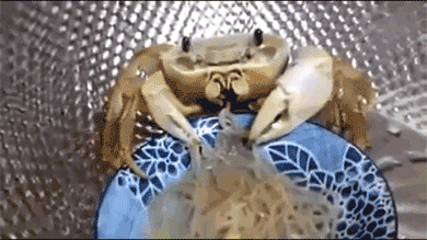 gifs_03