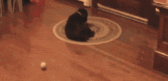 gifs_05