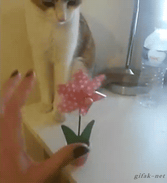 gifs_07