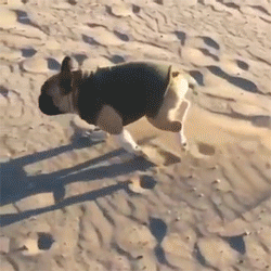 _gif_4899036ad53c260f6aa1e221054688fe