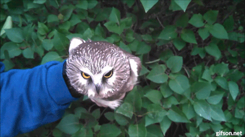 tumblr_nngx2yeAuW1t95h1uo1_500