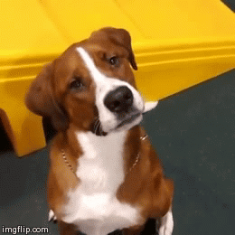 gifs_14 (2)
