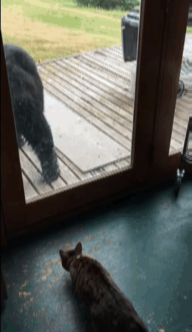 против медведя