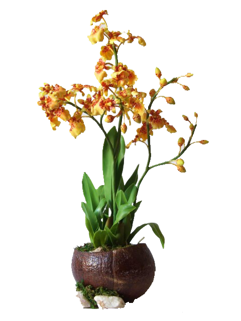 oncidium_001-480x640