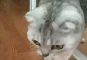 1435837550_1872075858