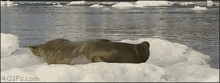 mp3uNA6RseqZws1mTbbQ_Awkward Seal
