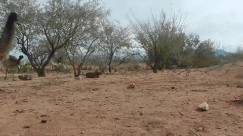 -страусы-игрушка-страх-2242253